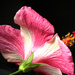 Hibiscus, Another View by lilh