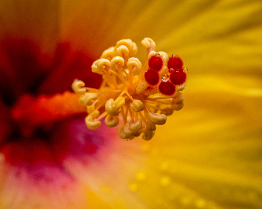 Hibiscus Stamen with Dew Drops by marylandgirl58