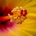 Hibiscus Stamen with Dew Drops by marylandgirl58
