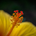 Hibiscus Up Close by marylandgirl58