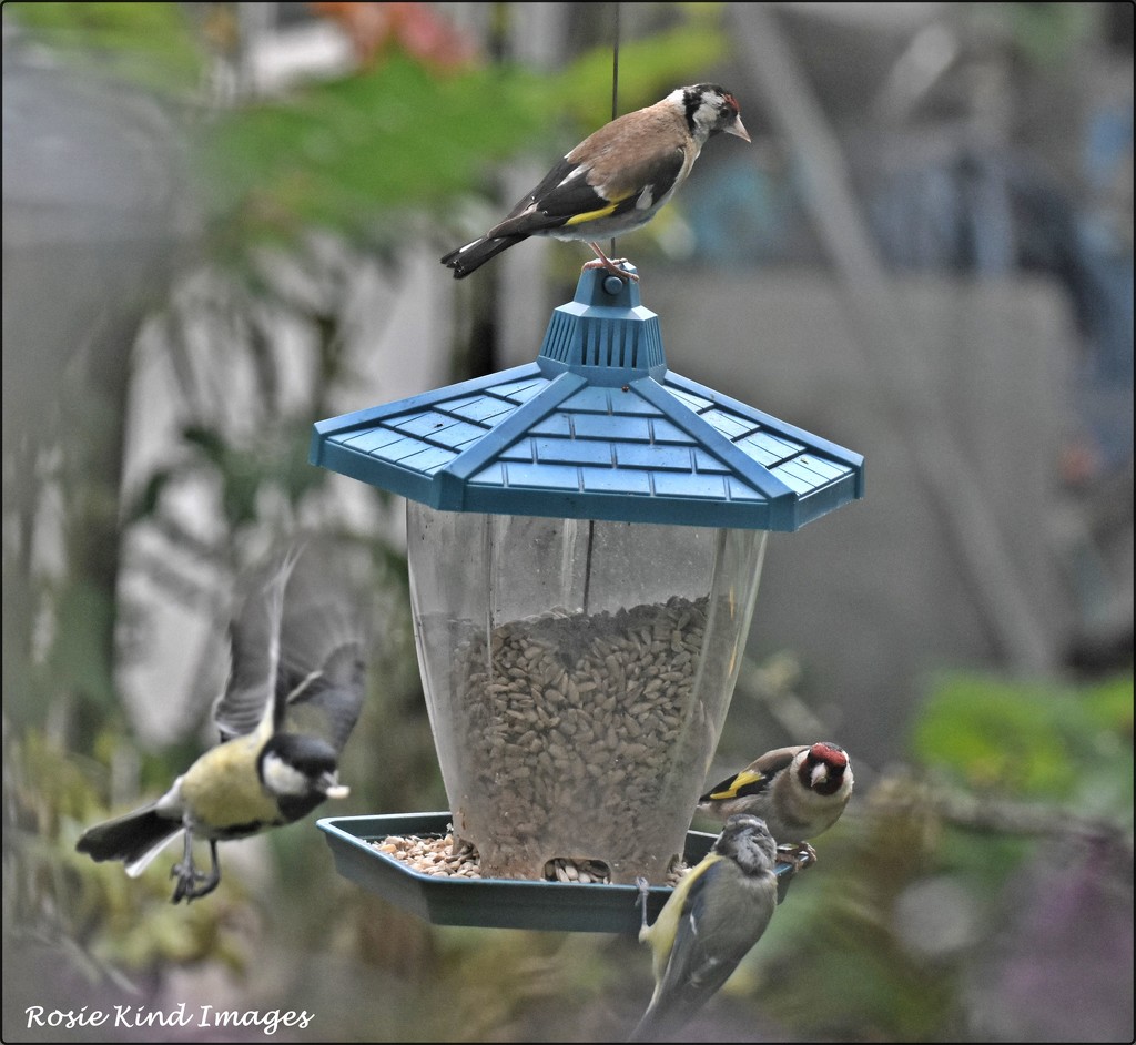 A busy time at the feeder by rosiekind