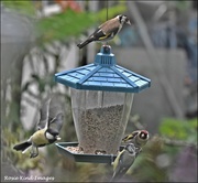 22nd Aug 2020 - A busy time at the feeder