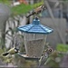 A busy time at the feeder by rosiekind