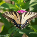 Tiger Swallowtail by falcon11