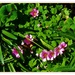 Pink Flowering Wood Sorrel, Green Leaf Shamrock Plant ~   by happysnaps