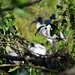 Nesting Pair Of Ibis ~     by happysnaps