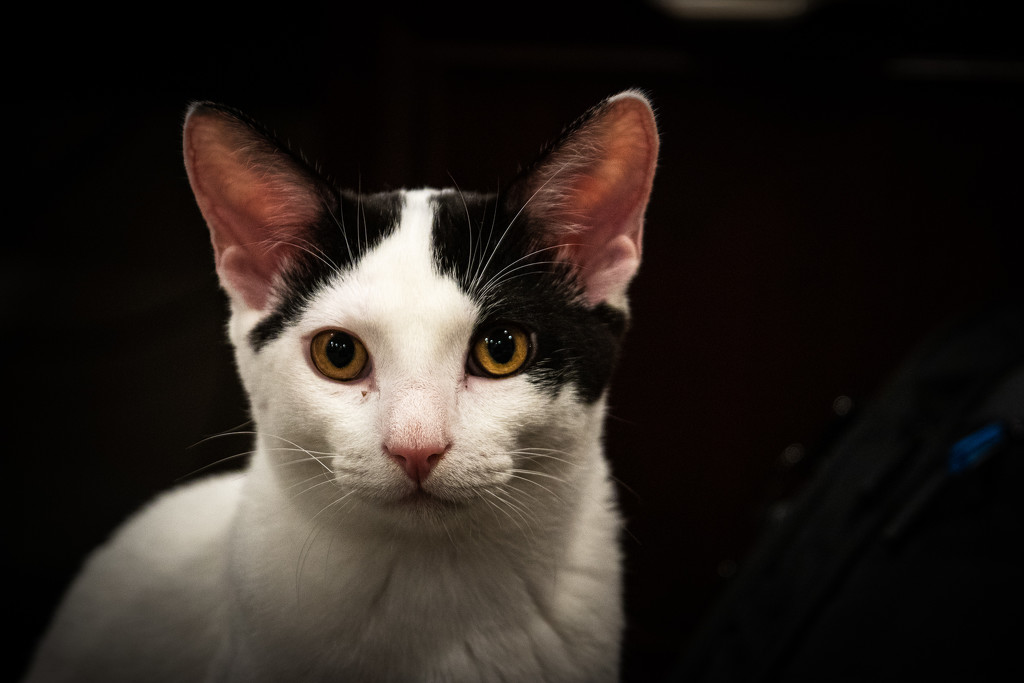 Portrait of a Cat Named Gabi by swchappell