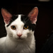 Portrait of a Cat Named Gabi by swchappell