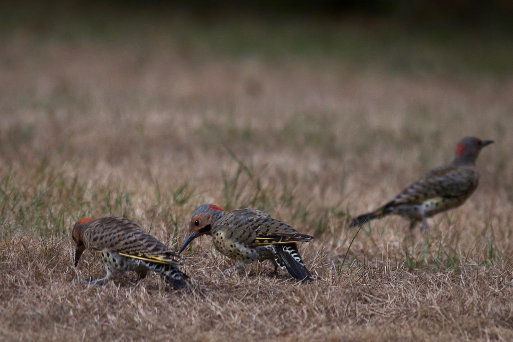 A family of Flickers by berelaxed