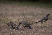22nd Aug 2020 - A family of Flickers