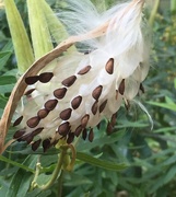 21st Aug 2020 - Butterfly Milkweed 