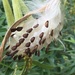 Butterfly Milkweed  by mcsiegle
