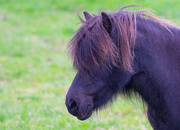 22nd Aug 2020 - Shetland Pony