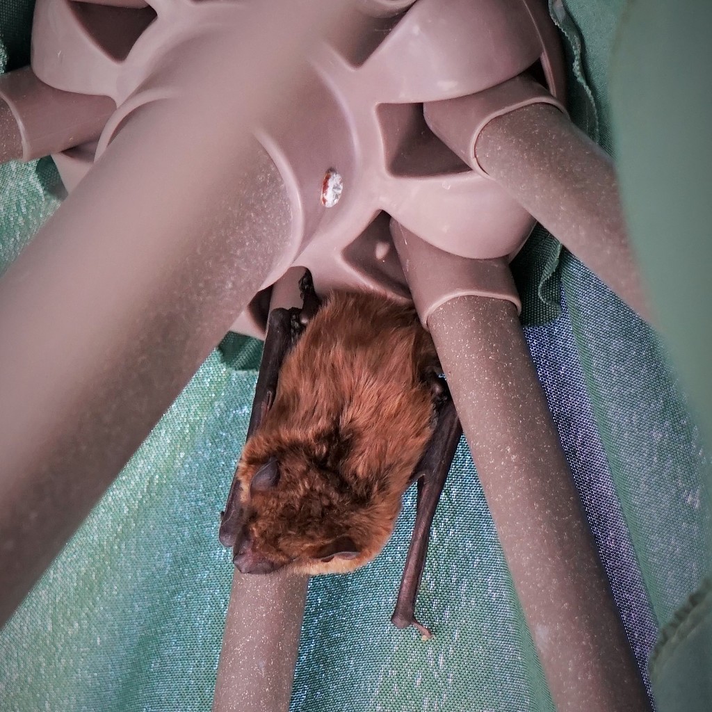 This bat is sleeping in my patio umbrella by tunia