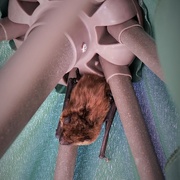 22nd Aug 2020 - This bat is sleeping in my patio umbrella