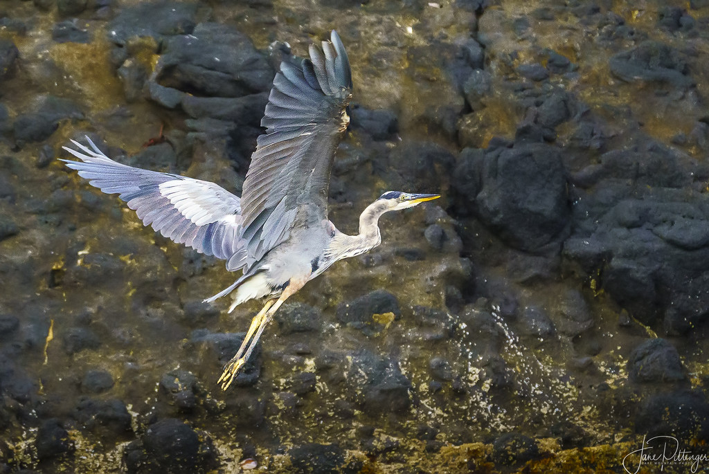 Blue Heron Fly Away  by jgpittenger
