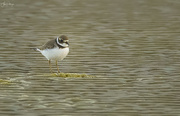 11th Aug 2020 - Snowy Plover