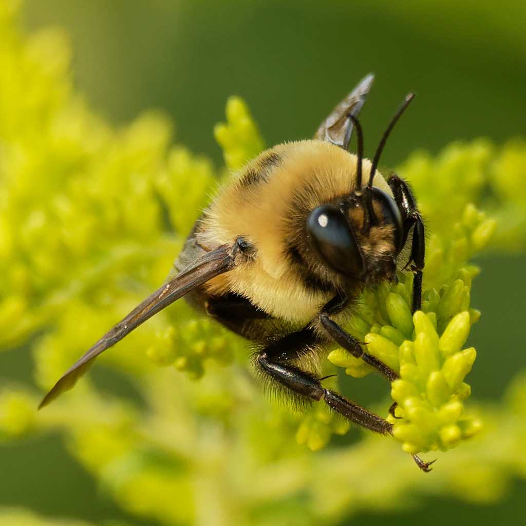 brown-belted bumblebee by rminer