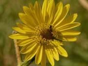 22nd Aug 2020 - compass plant
