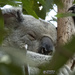 a sheltered spot by koalagardens