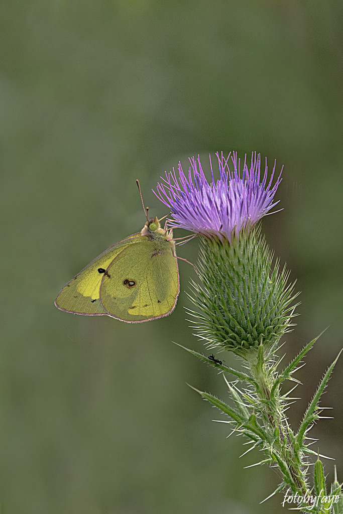 Little Yellow Butterfly by fayefaye