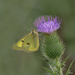 Little Yellow Butterfly by fayefaye