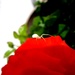 Pauk i ruža by vesna0210
