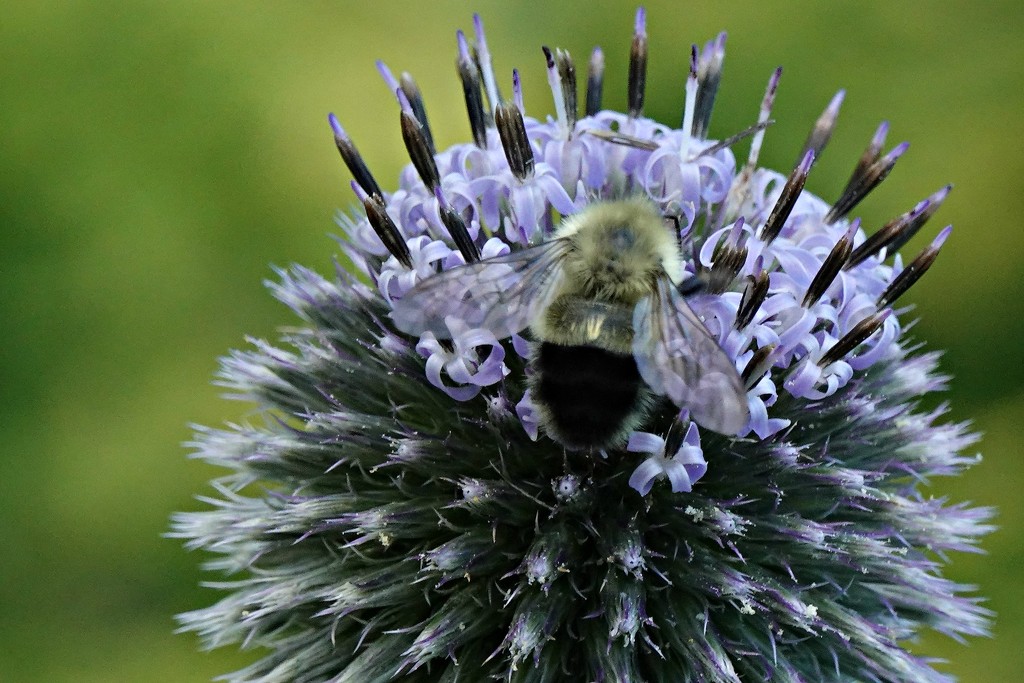 Bee and Globe Thistle  by radiogirl