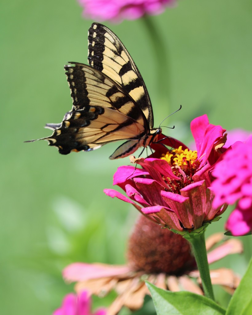 August 18: Swallowtail Butterfly by daisymiller