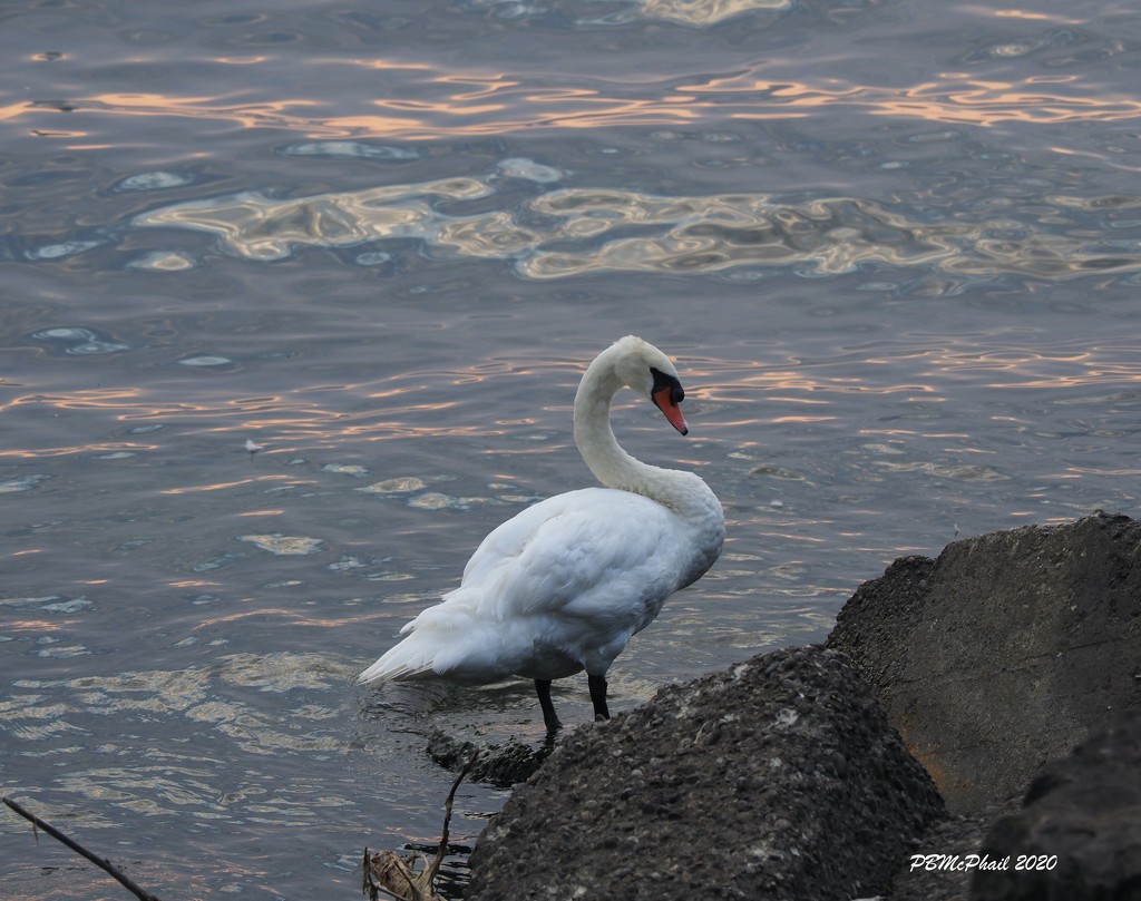 Swan by selkie