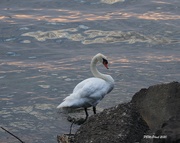 22nd Aug 2020 - Swan