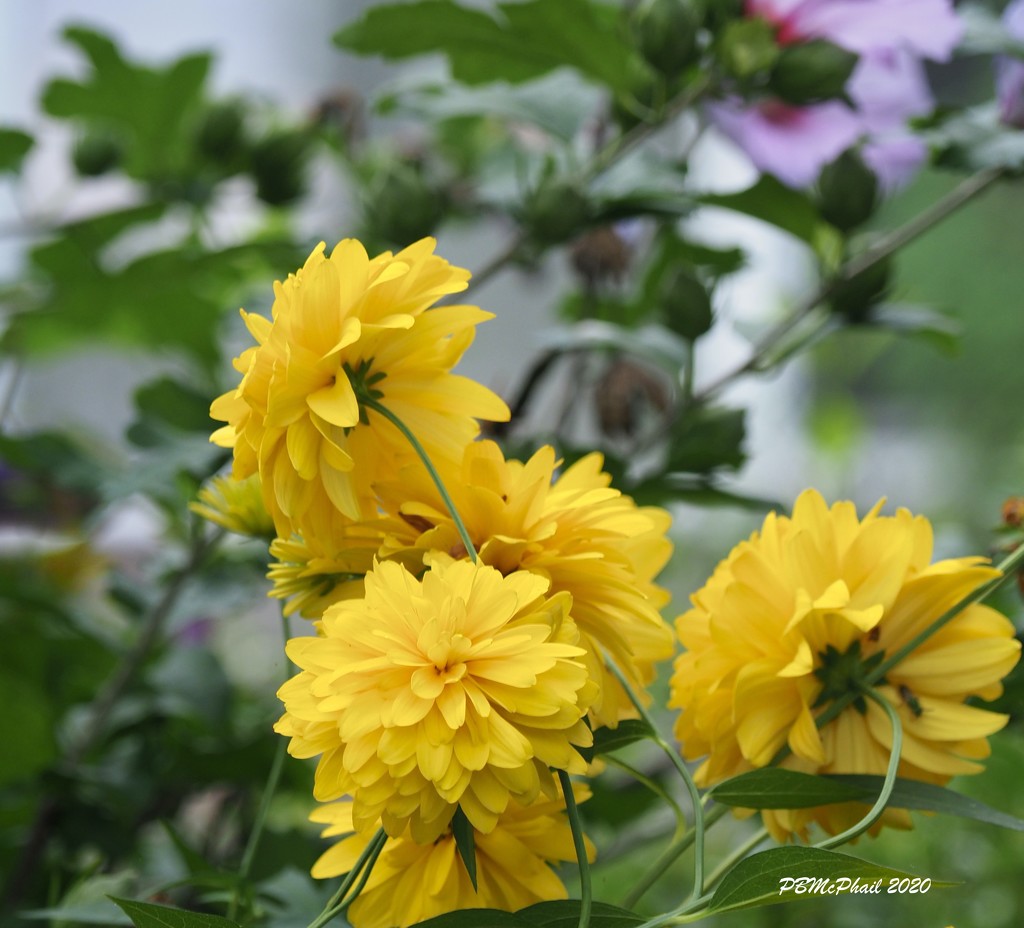 Yellow Blooms by selkie