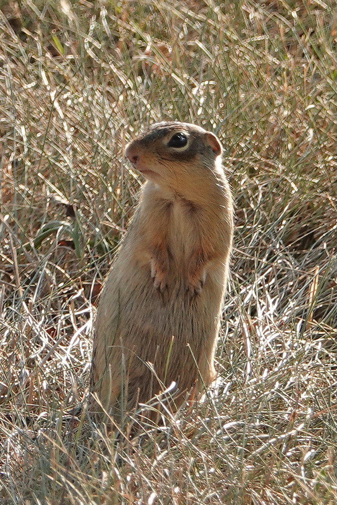 Thirteen-lined Ground Squirrel by annepann