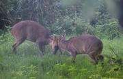 22nd Aug 2020 - Rutting Reeves Muntjacs