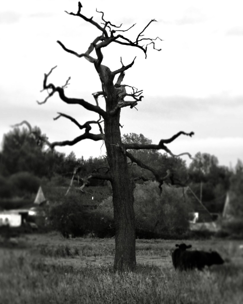 Tree by mattjcuk