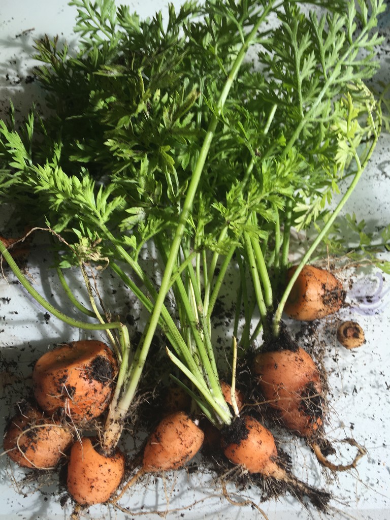 Hairy home-grown carrots! by 365anne