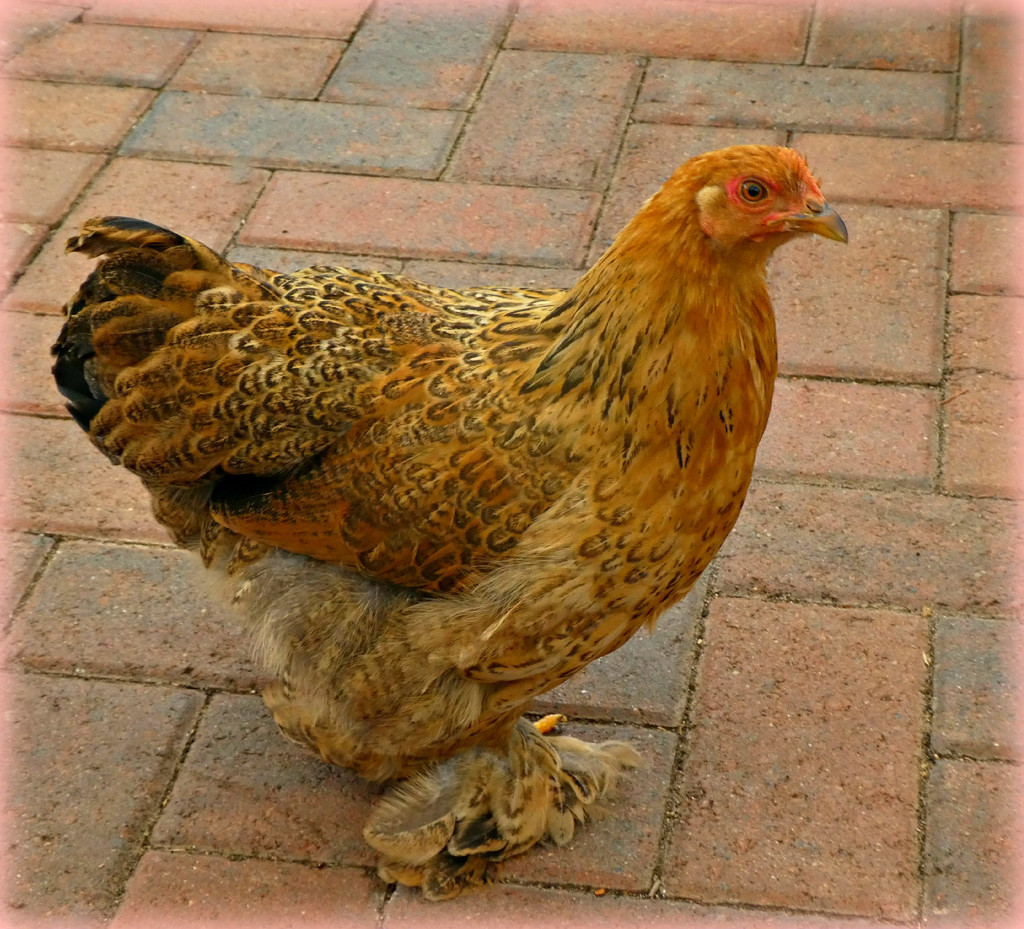 Feathered  Legged Bantum. by wendyfrost