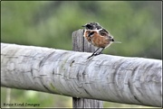 23rd Aug 2020 - Stonechat