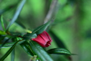23rd Aug 2020 - Crinodendron hookerianum flower........