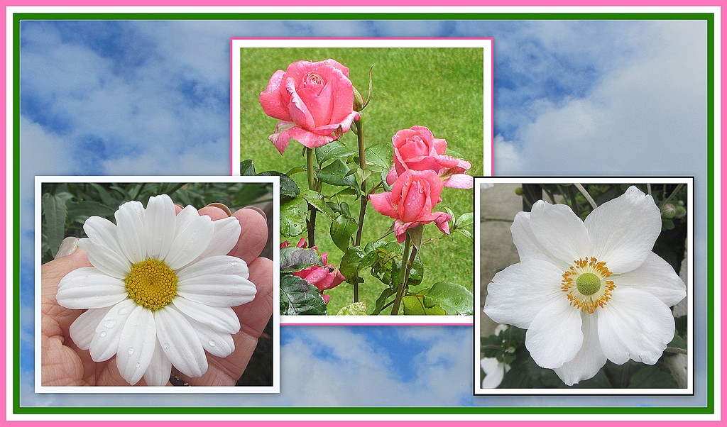 Daisy, Rose and Anenome. by grace55