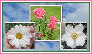 23rd Aug 2020 - Daisy, Rose and Anenome.