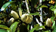 24th Aug 2020 - Miniature Magnolia Flowers ~