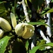 Miniature Magnolia Flowers ~ by happysnaps