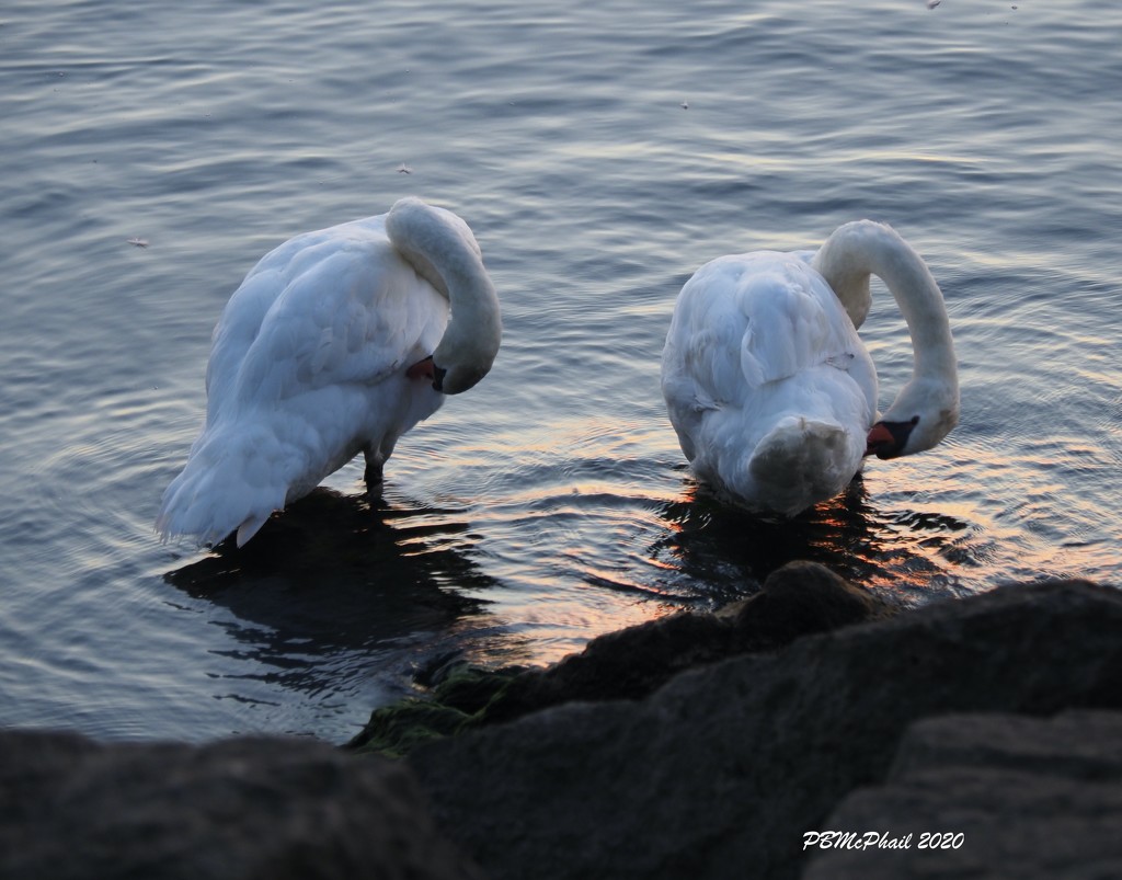 Synchronized Preening by selkie