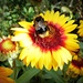 Buff Tail Bumblebee   by judithdeacon
