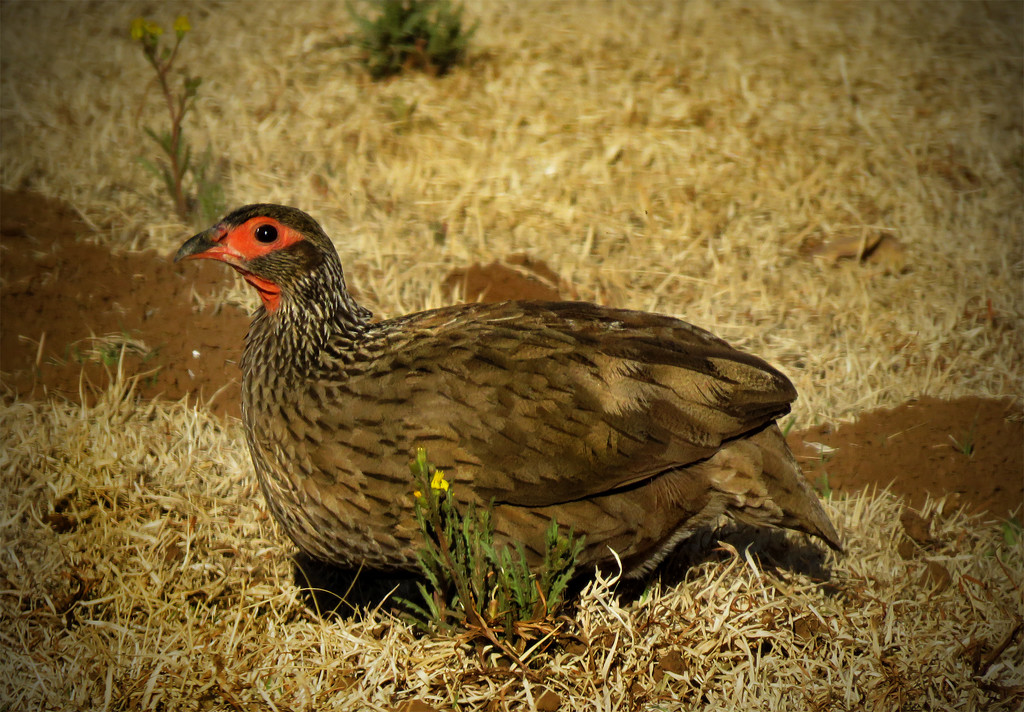 This one came to visit on a Sunday. Swainson's Spurfowl. by sdutoit