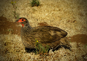 23rd Aug 2020 - This one came to visit on a Sunday. Swainson's Spurfowl.