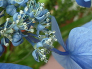 27th Jul 2020 - Garden Flowers