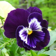 4th May 2020 - The Pansy Collection