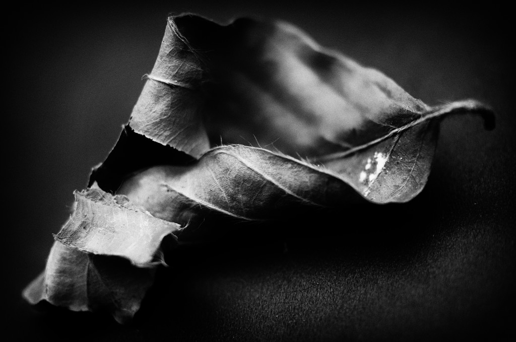 Broken leaf by fbailey
